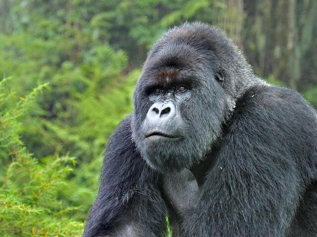 Self drive to Bwindi