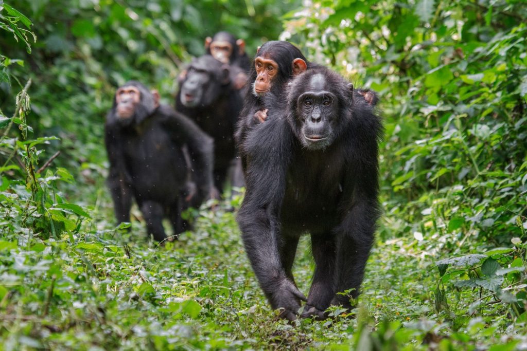 Kibale Forest National Park