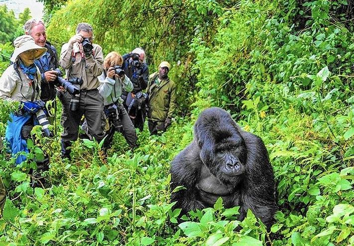 Uganda Self Drives - Hire a car with Gorilla Permits