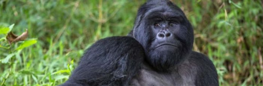 Go gorilla trekking in Uganda