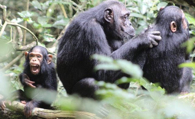 Top 4 activities to do when on a tour in Kibale Forest National Park