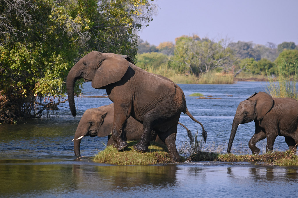 Uganda self drive - Elephants