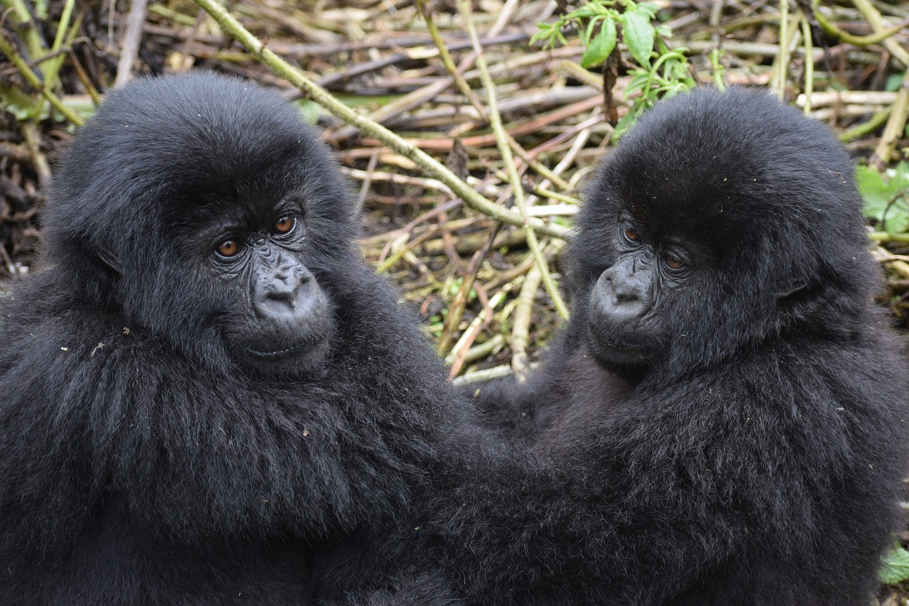 3 Days Gorilla Habituation experience