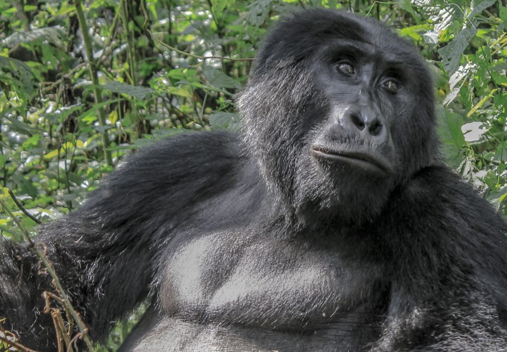 uganda self drive - gorillas