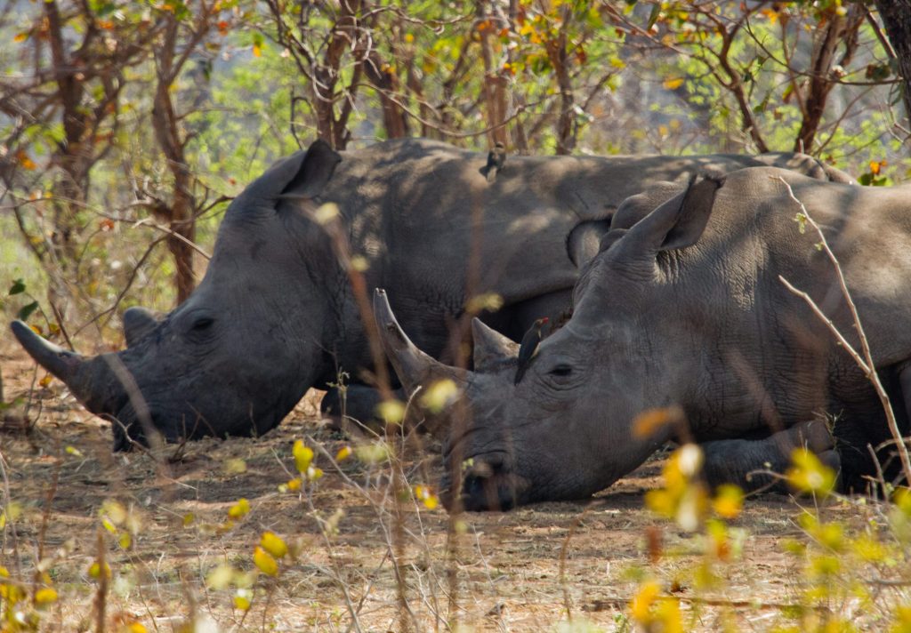 Uganda Self Drive - rhinos